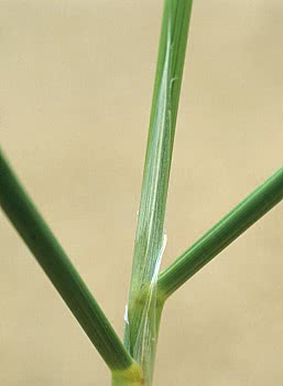 marram ligule
